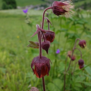 Photographie n°971013 du taxon Geum rivale L. [1753]