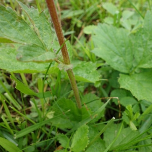 Photographie n°971015 du taxon Geum rivale L. [1753]