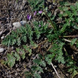 Photographie n°971025 du taxon Erodium cicutarium (L.) L'Hér. [1789]