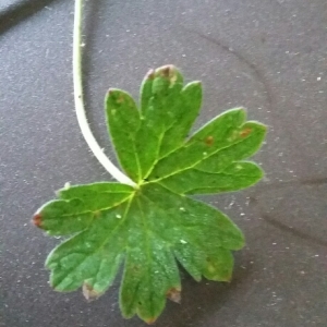 Photographie n°971140 du taxon Geranium molle L. [1753]