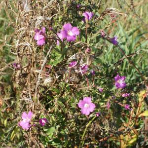 Photographie n°971480 du taxon Epilobium hirsutum L.