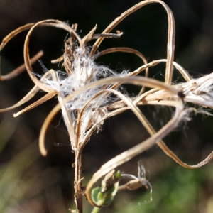 Photographie n°971484 du taxon Epilobium hirsutum L.