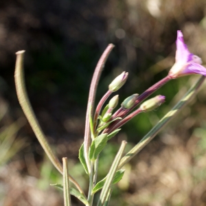 Photographie n°971486 du taxon Epilobium hirsutum L.