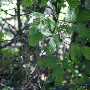 Photographie n°971518 du taxon Carpinus betulus L. [1753]