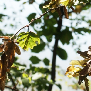 Photographie n°971522 du taxon Carpinus betulus L. [1753]