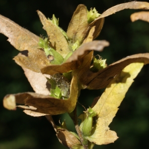 Photographie n°971526 du taxon Carpinus betulus L. [1753]