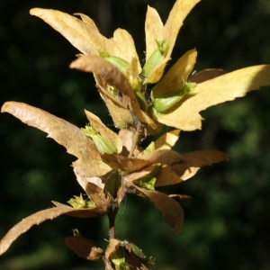 Photographie n°971527 du taxon Carpinus betulus L. [1753]