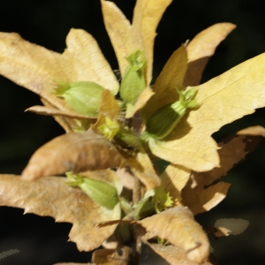 Photographie n°971528 du taxon Carpinus betulus L. [1753]