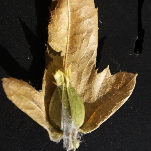 Photographie n°971530 du taxon Carpinus betulus L. [1753]