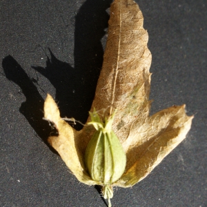 Photographie n°971534 du taxon Carpinus betulus L. [1753]