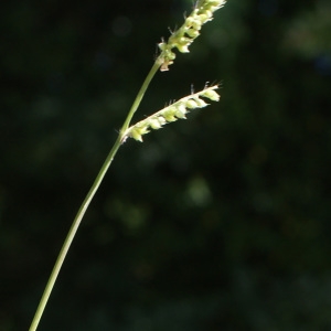 Photographie n°971540 du taxon Echinochloa crus-galli (L.) P.Beauv. [1812]