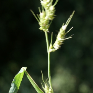 Photographie n°971544 du taxon Echinochloa crus-galli (L.) P.Beauv. [1812]