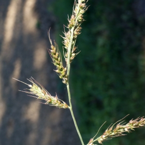 Photographie n°971556 du taxon Echinochloa crus-galli (L.) P.Beauv. [1812]