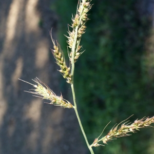 Photographie n°971557 du taxon Echinochloa crus-galli (L.) P.Beauv. [1812]