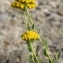  Paul Fabre - Achillea ageratum L. [1753]