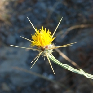 Photographie n°971573 du taxon Centaurea solstitialis L. [1753]