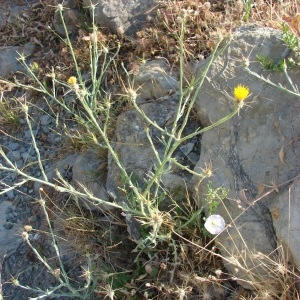 Photographie n°971575 du taxon Centaurea solstitialis L. [1753]