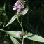  Liliane Roubaudi - Stachys palustris L.