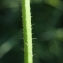  Liliane Roubaudi - Stachys palustris L.