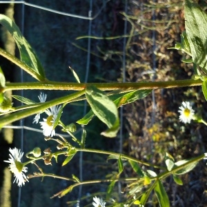 Photographie n°971702 du taxon Erigeron annuus subsp. strigosus (Mühl. ex Willd.) Wagenitz [1965]