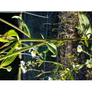 Stenactis annua subsp. strigosa (Mühl. ex Willd.) Soó (Vergerette maigre)