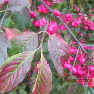 Photographie n°971789 du taxon Euonymus europaeus L. [1753]