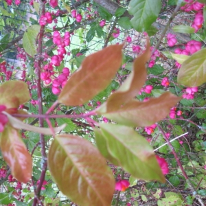 Photographie n°971791 du taxon Euonymus europaeus L. [1753]