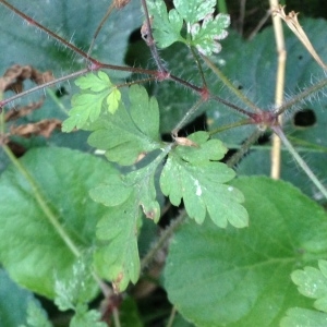 Photographie n°971856 du taxon Geranium robertianum L. [1753]