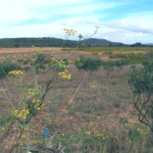 Photographie n°971879 du taxon Anethum graveolens L. [1753]