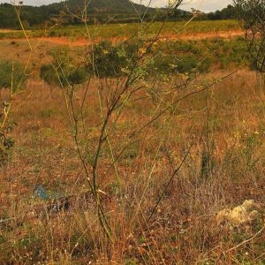 Photographie n°971880 du taxon Anethum graveolens L. [1753]