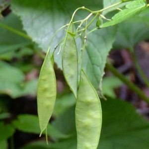 Photographie n°971897 du taxon Lunaria rediviva L. [1753]