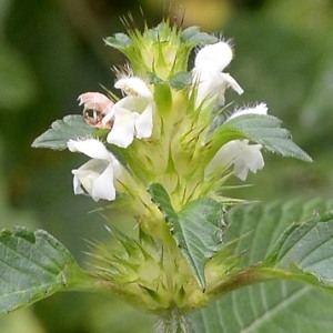 Photographie n°971899 du taxon Galeopsis tetrahit L. [1753]