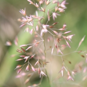 Photographie n°971905 du taxon Poaceae