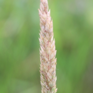 Photographie n°971907 du taxon Holcus lanatus L. [1753]