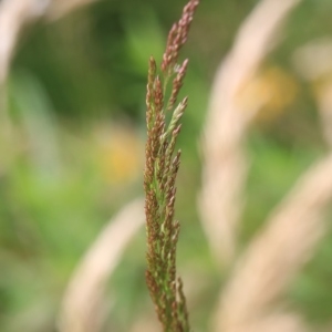 Photographie n°971909 du taxon Poaceae