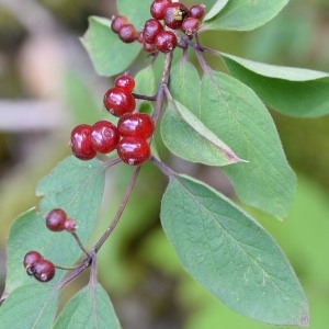 Photographie n°971919 du taxon Lonicera xylosteum L. [1753]