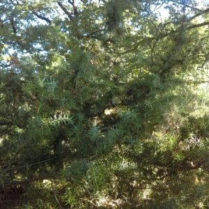 Photographie n°973372 du taxon Juniperus communis L.