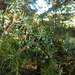Photographie n°973373 du taxon Juniperus communis L.