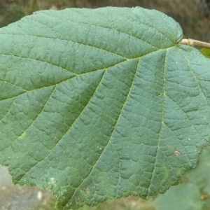 Photographie n°974306 du taxon Corylus avellana L.