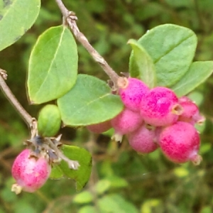 Photographie n°974309 du taxon Symphoricarpos Duhamel