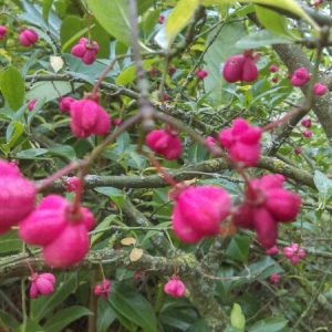 Photographie n°974314 du taxon Euonymus europaeus L. [1753]