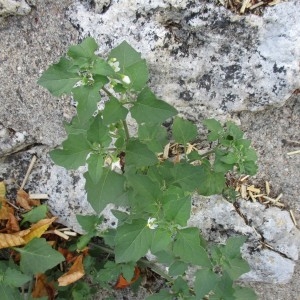 Photographie n°974459 du taxon Solanum nigrum L.