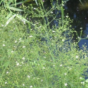 Photographie n°974492 du taxon Alisma plantago-aquatica L.