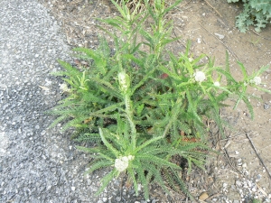 Francois Tissot, le  7 juin 2016 (04260 Allos, France)