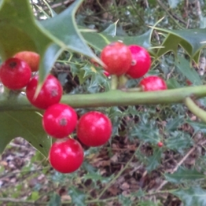 Photographie n°974594 du taxon Ilex aquifolium L.