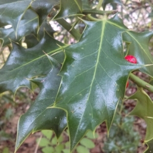 Photographie n°974595 du taxon Ilex aquifolium L.