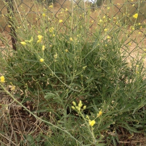 Photographie n°974665 du taxon Diplotaxis muralis subsp. muralis