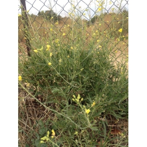 Diplotaxis muralis (L.) DC. subsp. muralis (Diplotaxis des murailles)