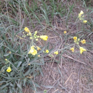 Photographie n°974666 du taxon Diplotaxis muralis subsp. muralis