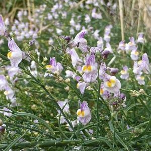 Photographie n°975089 du taxon Linaria repens (L.) Mill. [1768]